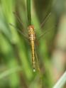 Orthetrum abbotti (Little Skimmer) female 2.JPG